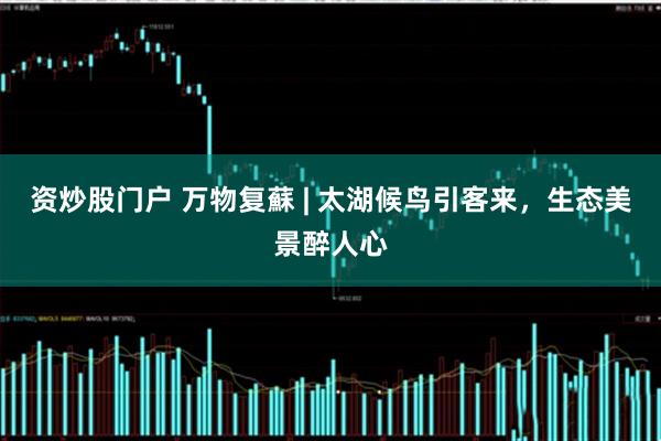 资炒股门户 万物复蘇 | 太湖候鸟引客来，生态美景醉人心